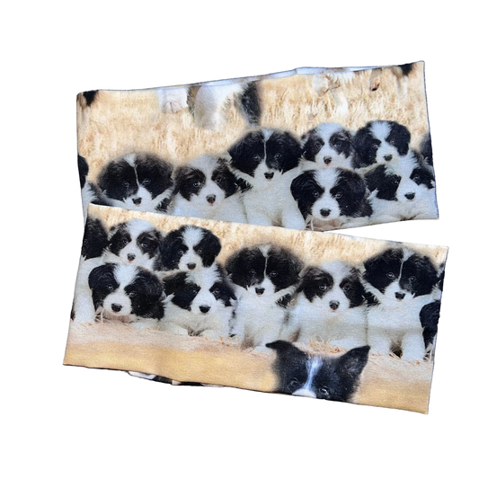 Pannebånd broder Collie